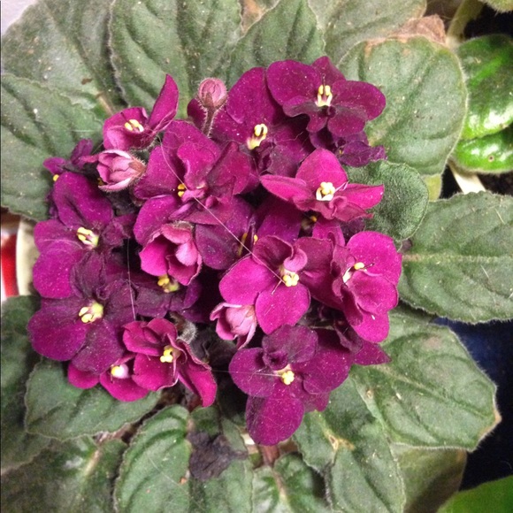 Meet your Posher, Karen - Picture 2 of 5